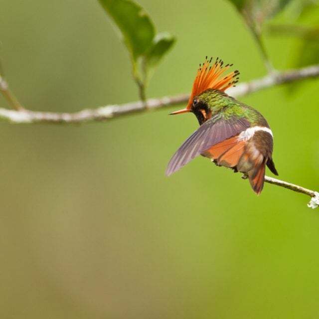 Rufous-crested Coquette