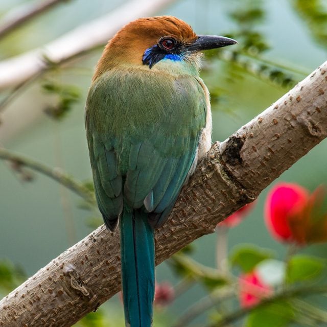 Russet-crowned Motmot