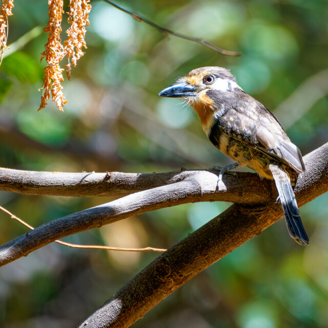 a Puffbird rests on a free branch near Santa Marta, Colombia