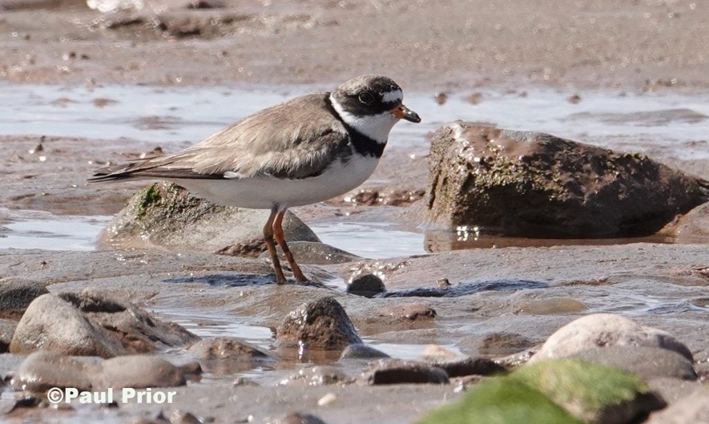 Semipalmated Plover