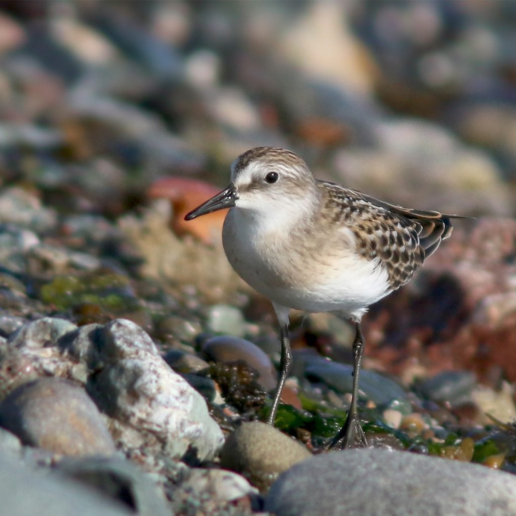 Semipalmated Sandpiper