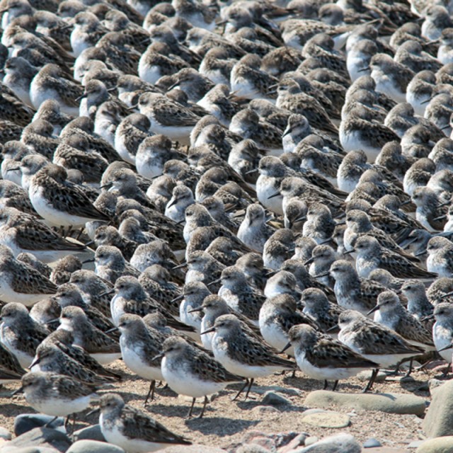 Semipalmated Sandpipers