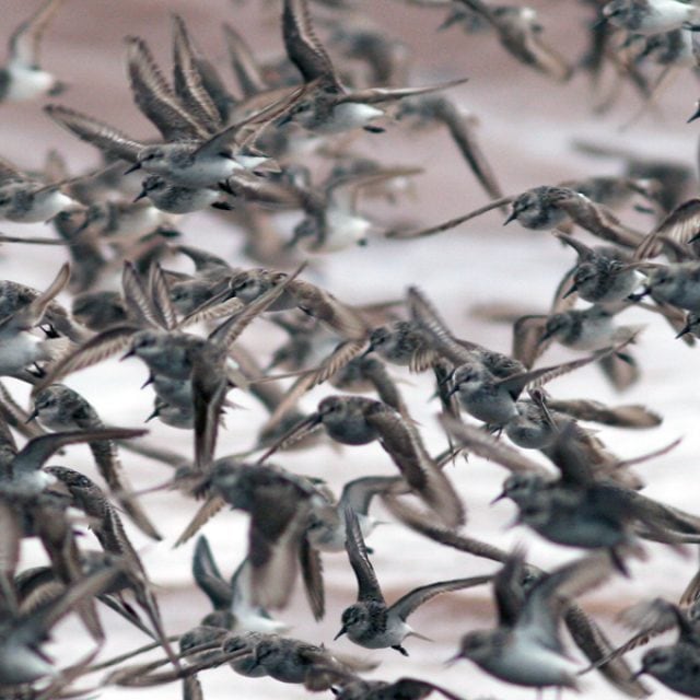 Semipalmated Sandpipers © Jared Clarke
