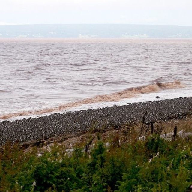 Semipalmated Sandpipers © Jared Clarke