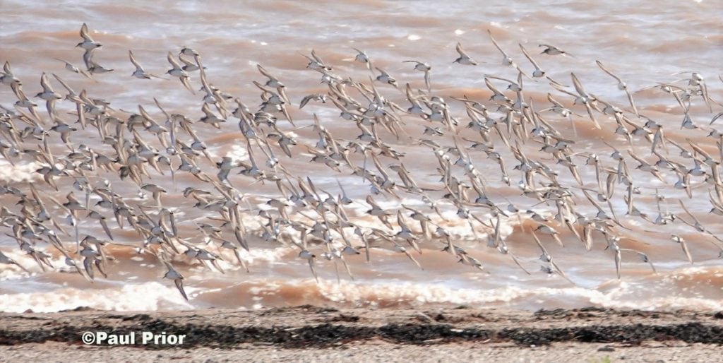 Semipalmated Sandpipers