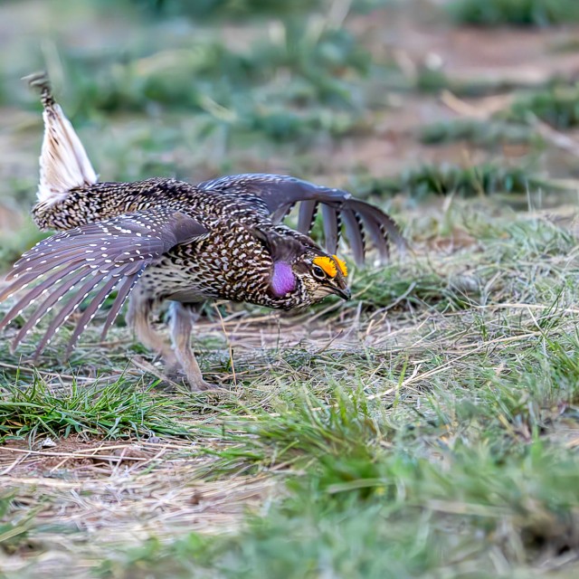 Sharp-tailed Grouse