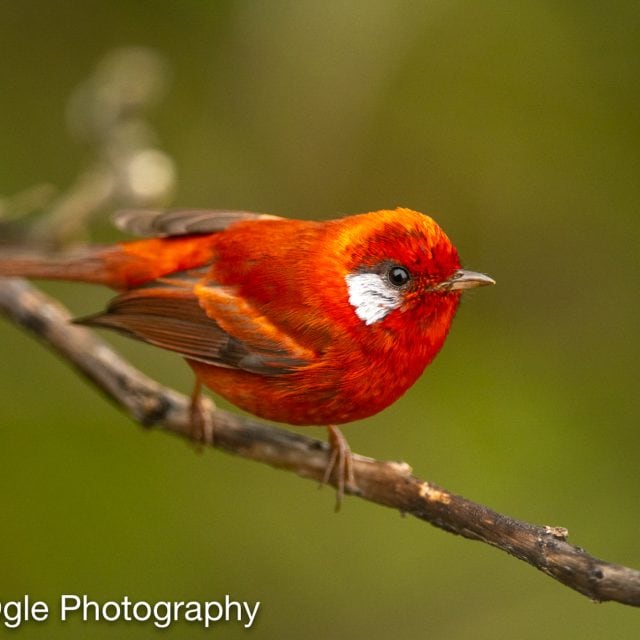 Red Warbler