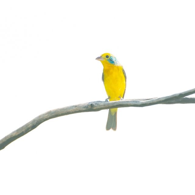 Orange-breasted Bunting