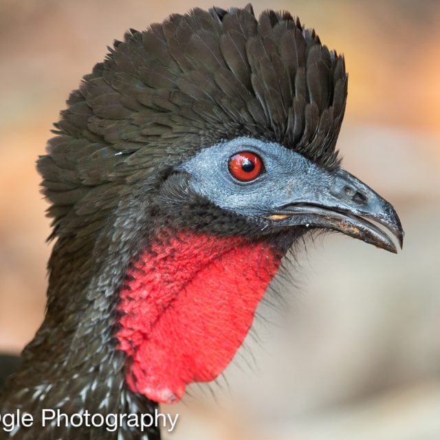 Crested Guan
