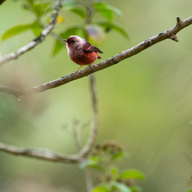 Pink-headed Warbler