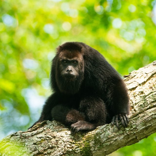 Black Howler monkey