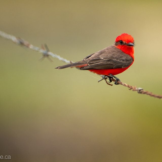 Vermillion Flycatcher