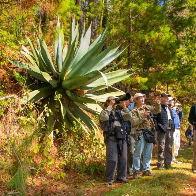 birding in Southern Mexico