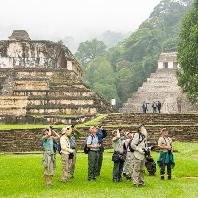 Birding in Palenque