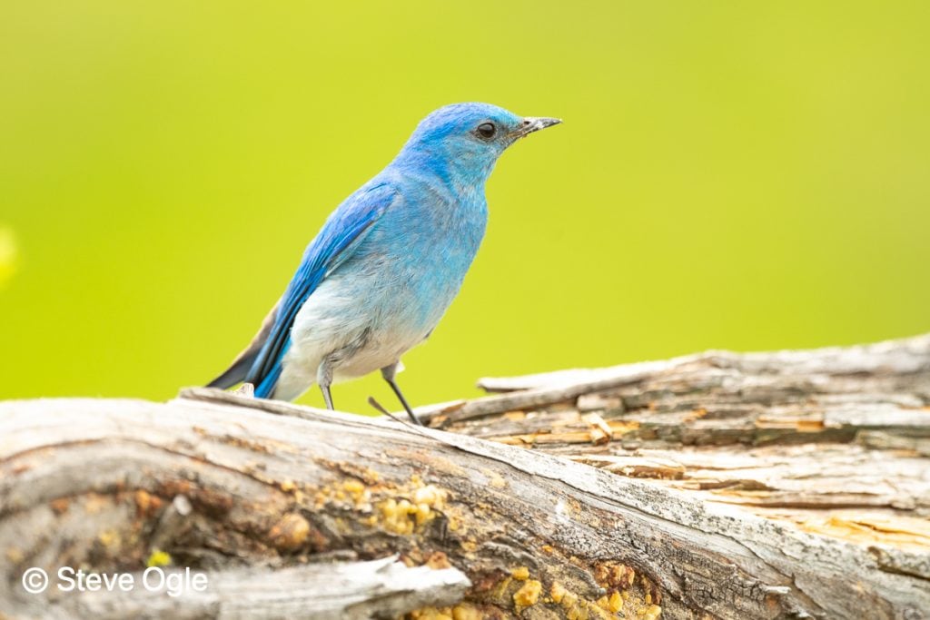 Mountain Bluebird