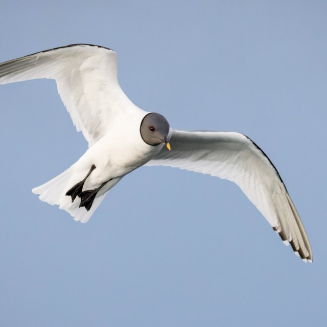 Sabine's Gull