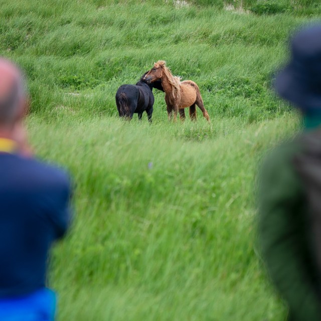 Sable Island