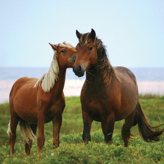 Sable Island horses © Parks Canada