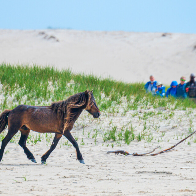 Sable Island