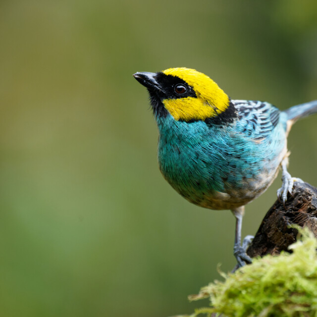 Saffron-crowned Tanager