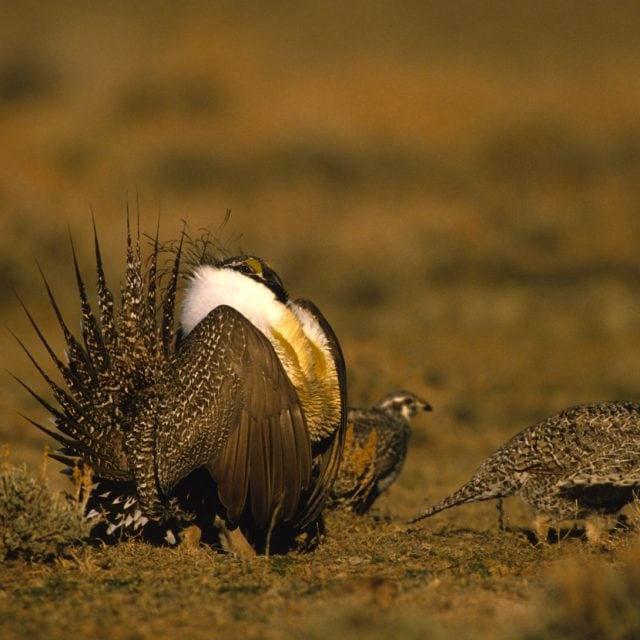 Sage Grouse