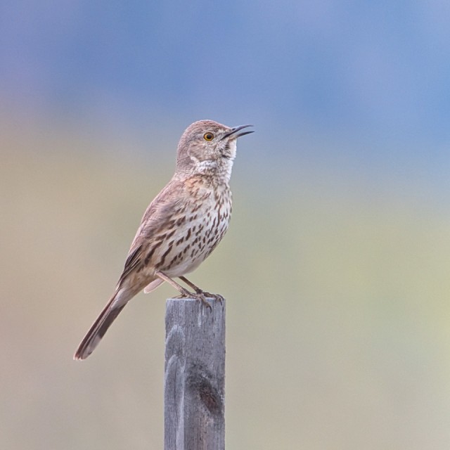 Sage Thrasher