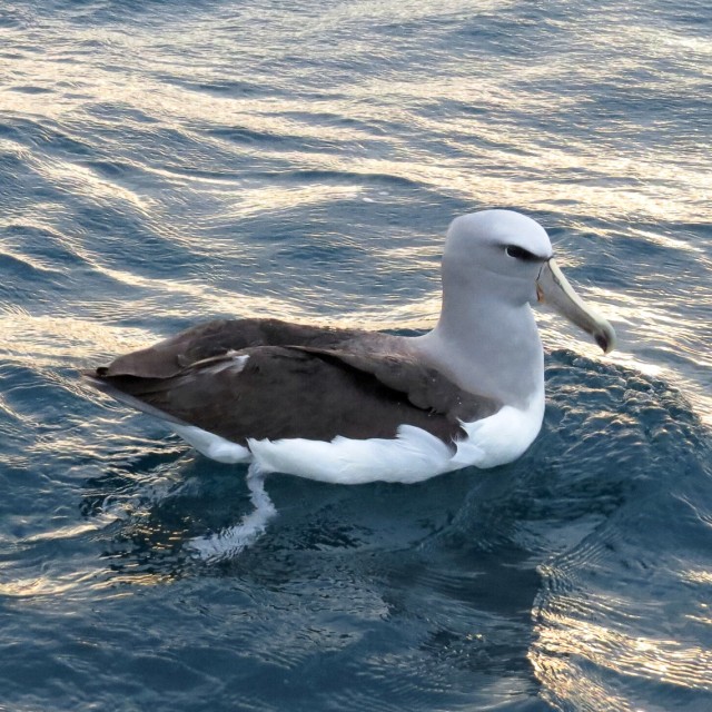 Salvin's Albatross