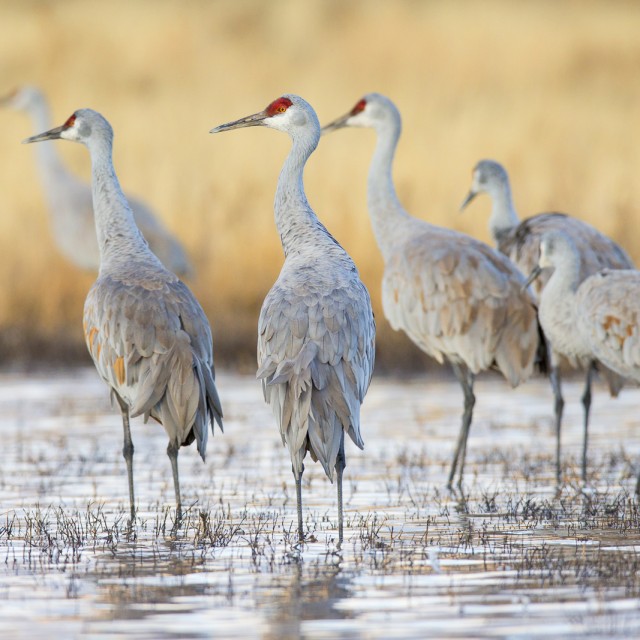 Sandhill Cranes