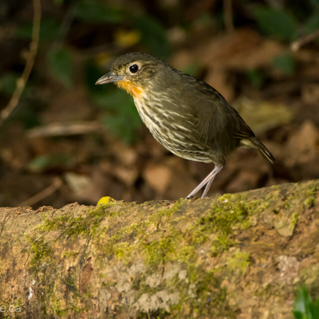 Santa Marta Antpitta