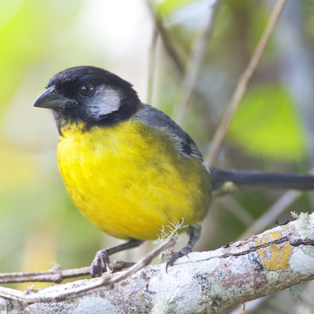 Santa Marta Brushfinch