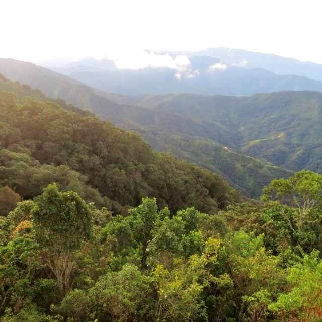 Santa Marta cloud forest