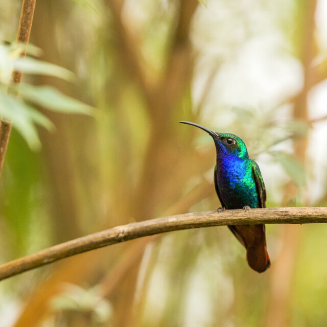 Santa Marta Sabrewing