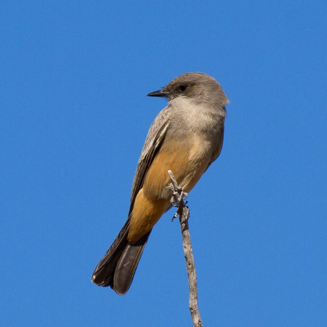Say's Phoebe