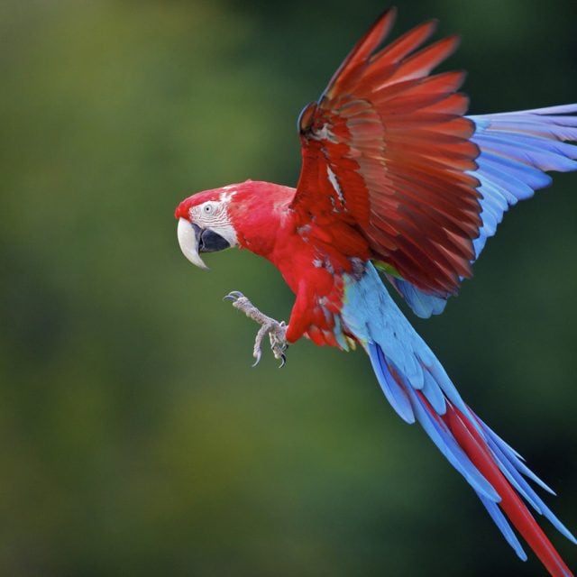 Scarlet Macaw