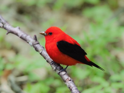 Texas Spring Migration & Hill Country