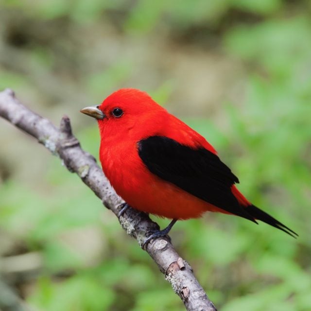 Scarlet Tanager