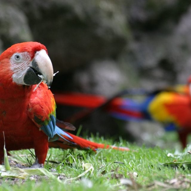 Scarlet Macaws