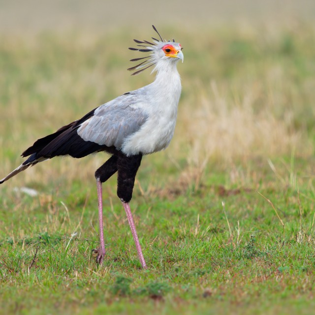 Secretarybird or Secretary Bird - Sagittarius serpentarius