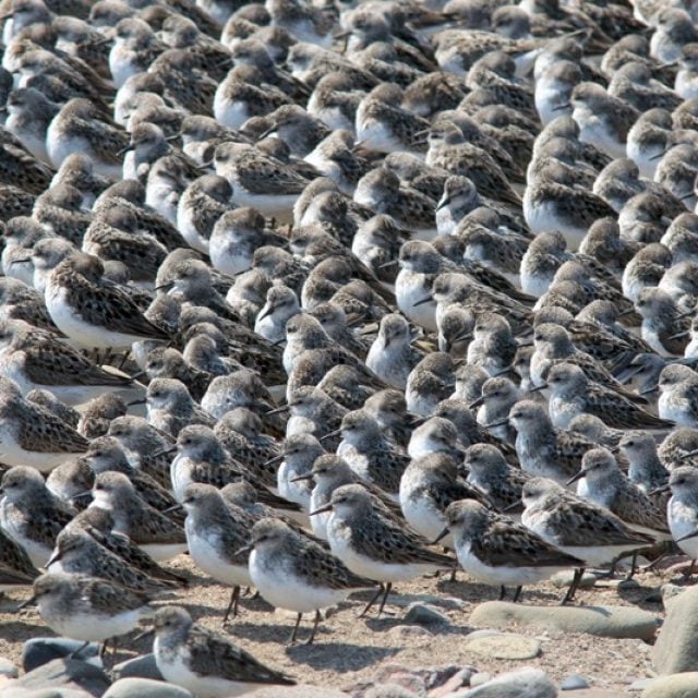 Semipalmated Sandpipers