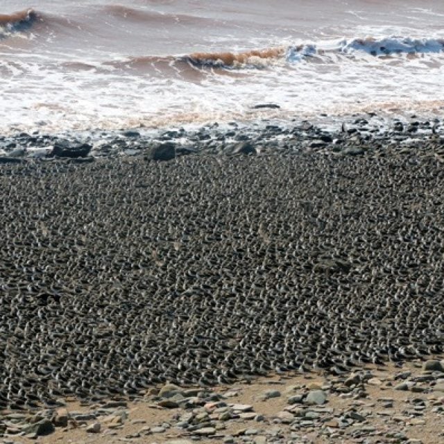 Semipalmated Sandpipers © Jared Clarke