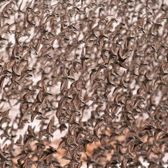 Semipalmated Sandpipers © Jared Clarke