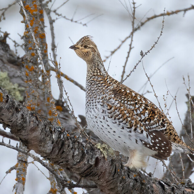 Sharp-tailed Grouse