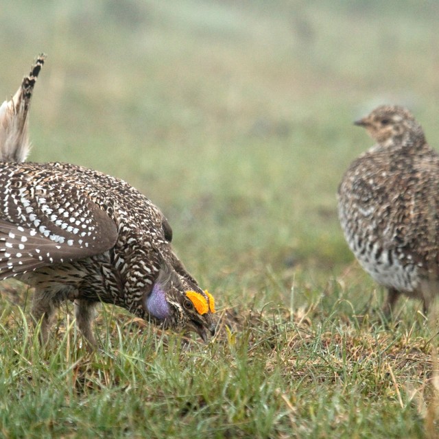 Sharp-tailed Grouse lek