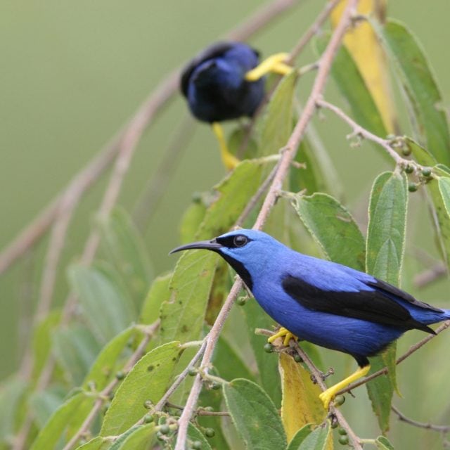 Shining Honeycreepers