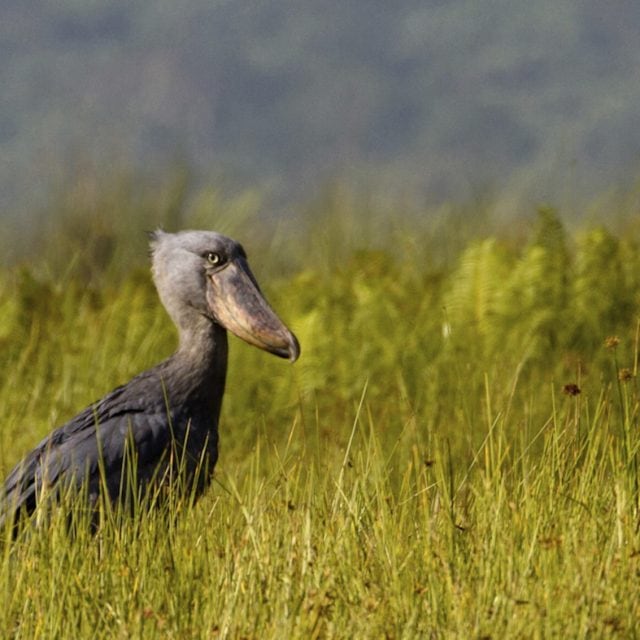 Shoebill Stork in Swamp
