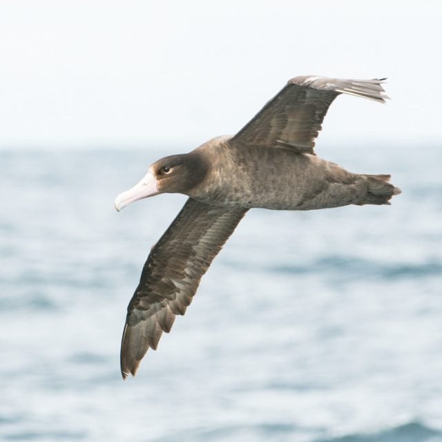 Short-tailed Albatross