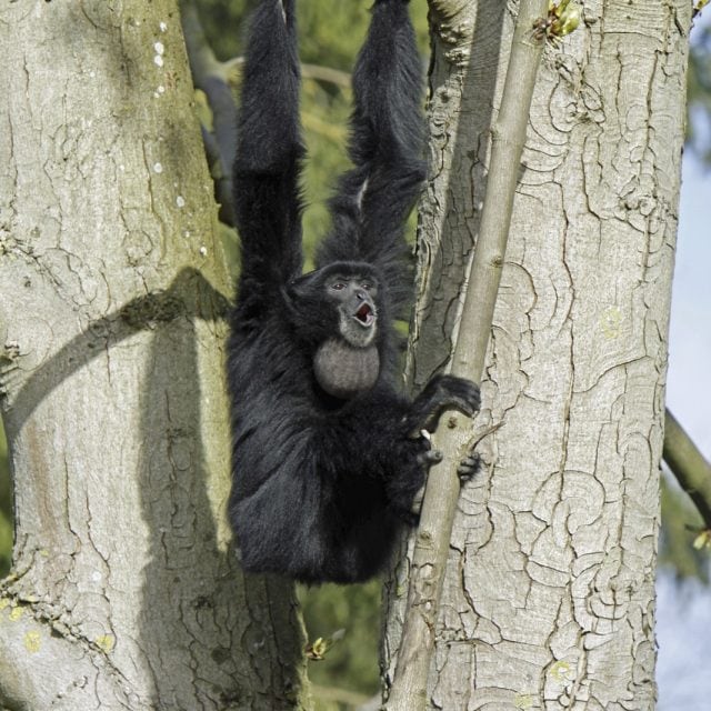 Siamang