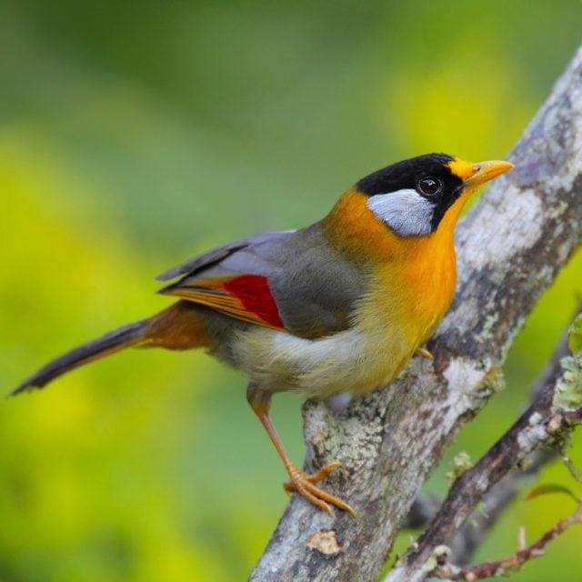Silver-eared-Mesia