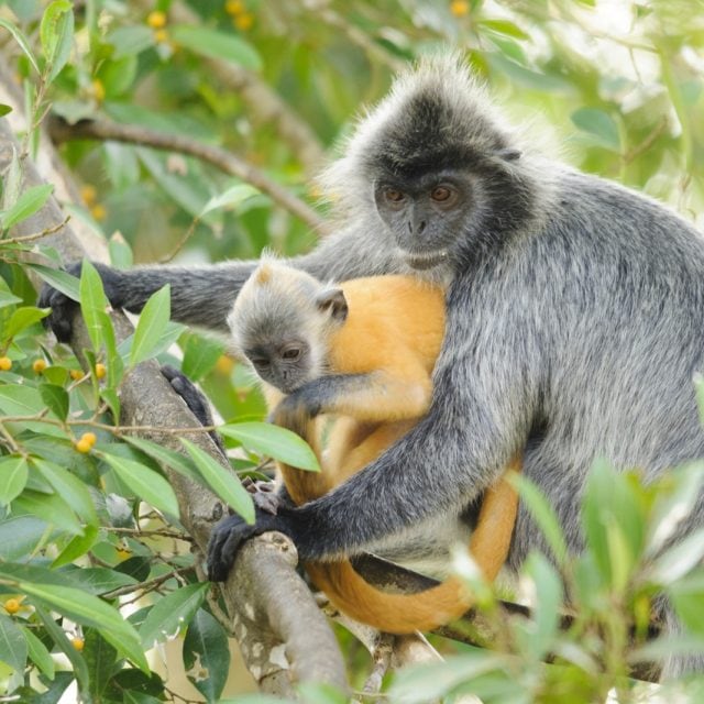 Silvered Leaf Monkey