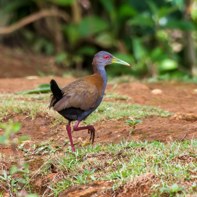 Slaty breasted Wood Rail